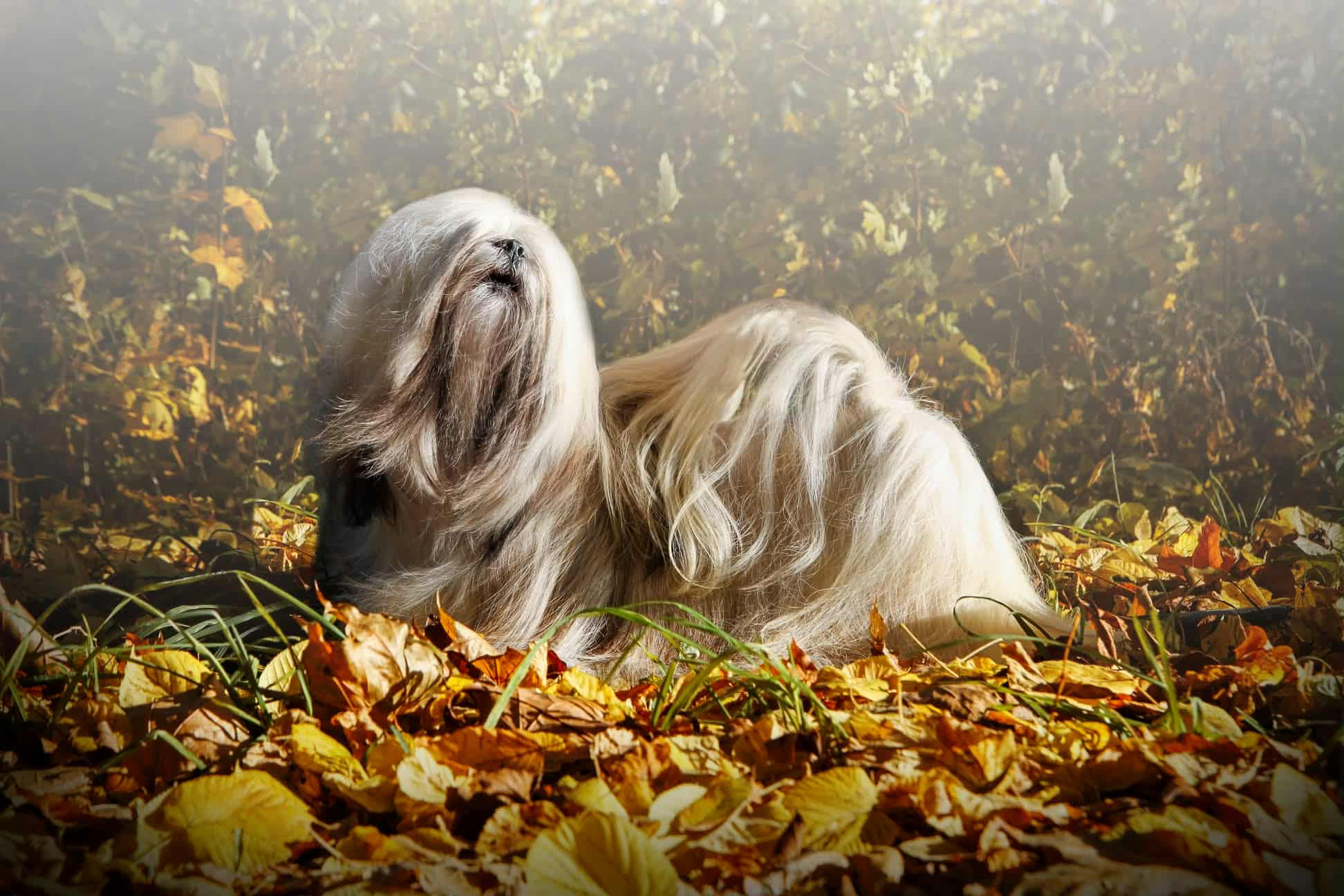 4E1266D0 8A89 41D1 9460 C695A3453724