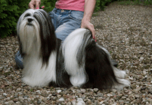 lhasa_apso_20