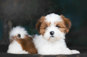lhasa_apso_21