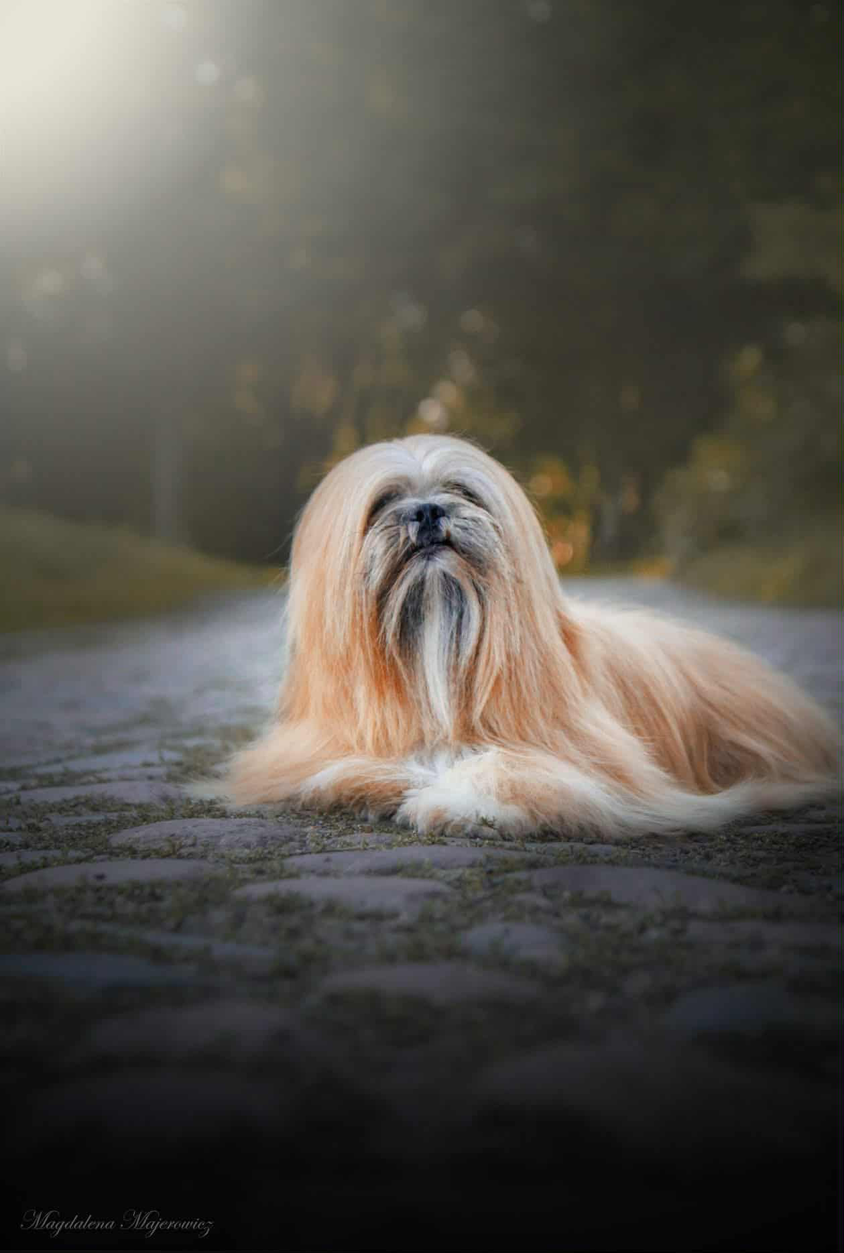 lhasa_apso_24
