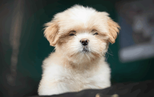 lhasa_apso_25 e1760694146850