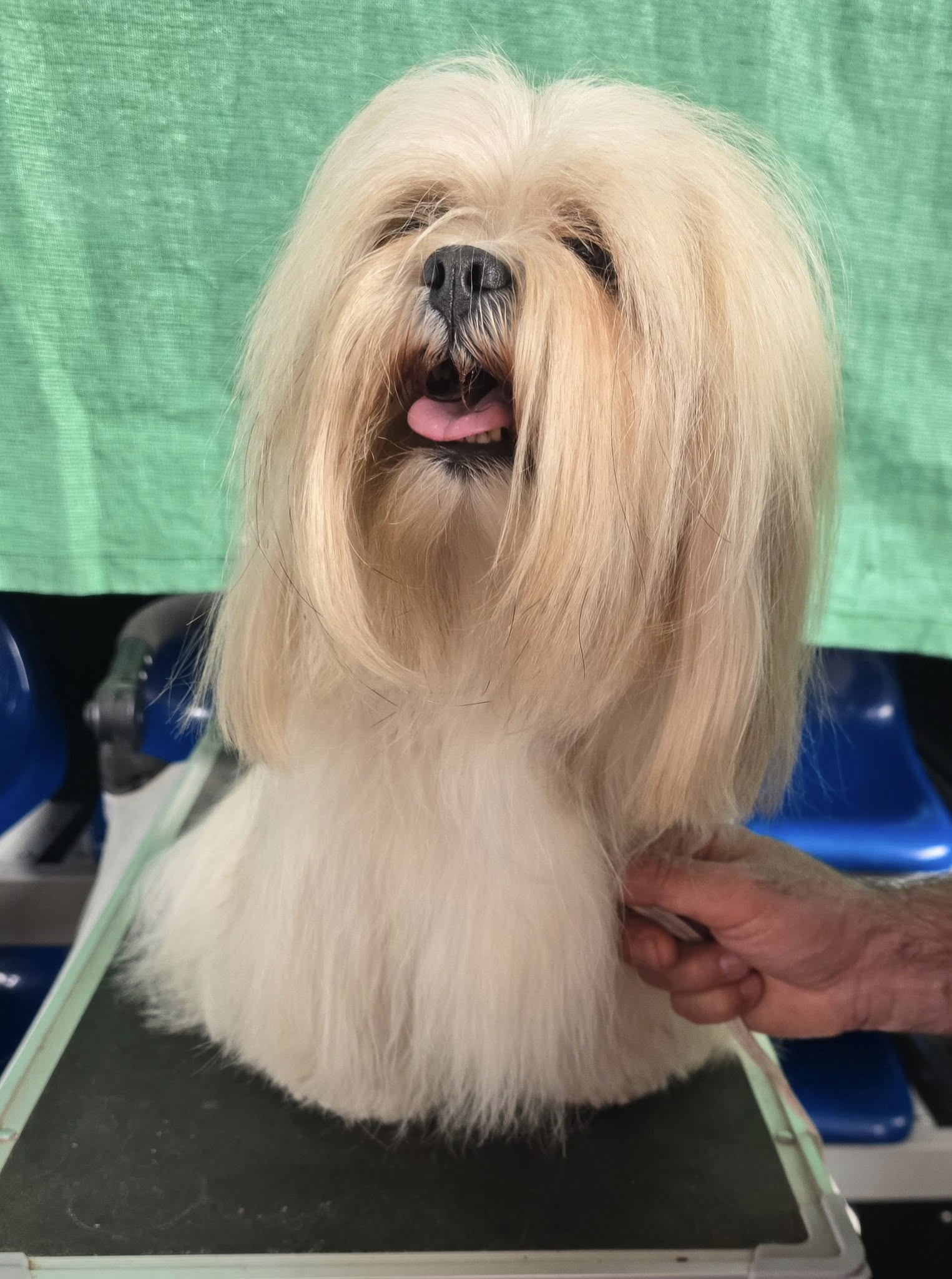 13.National Dog Show (CAC) Pruszków
