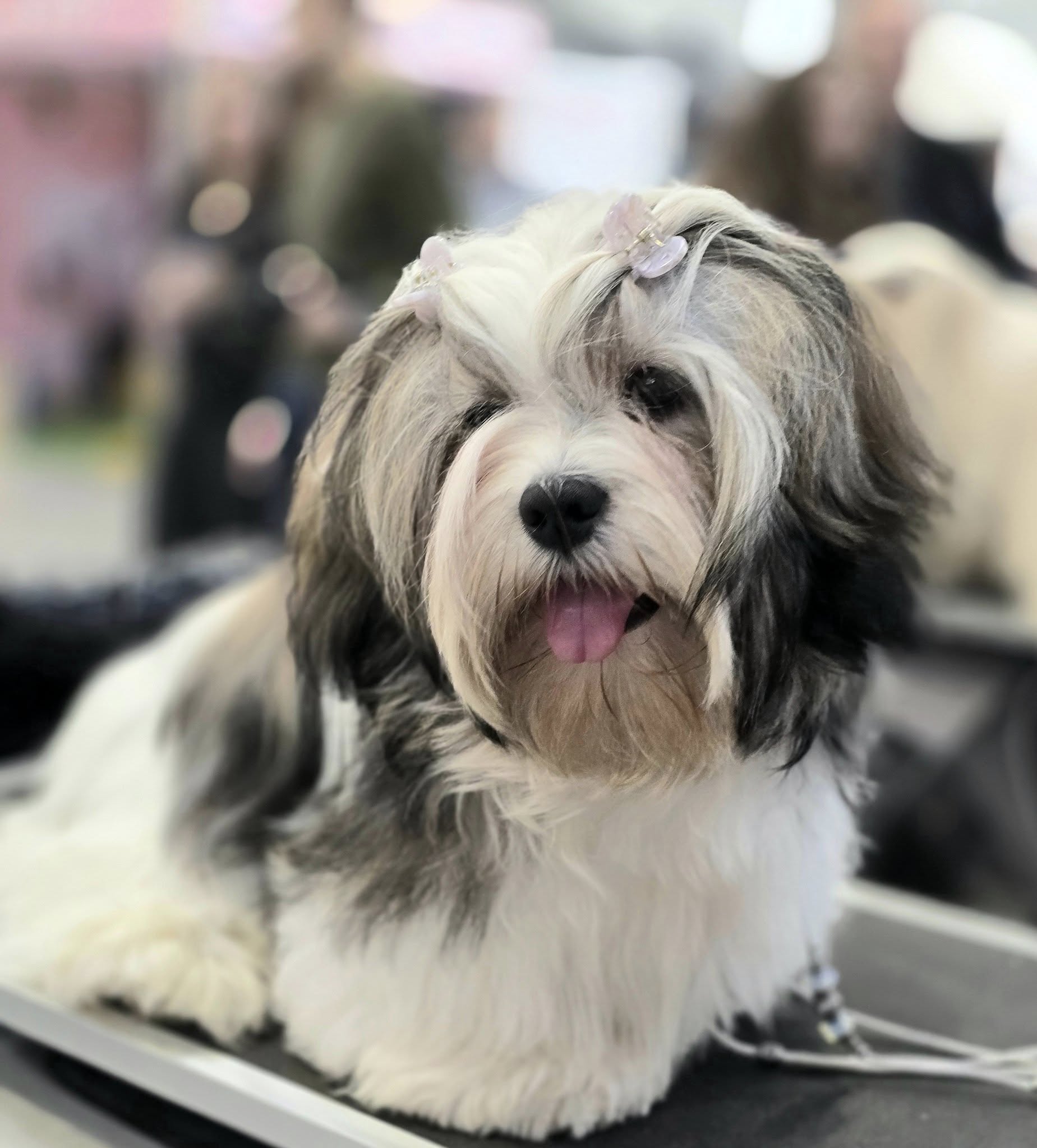 9. Group FCI  National Dog Show Lublin
