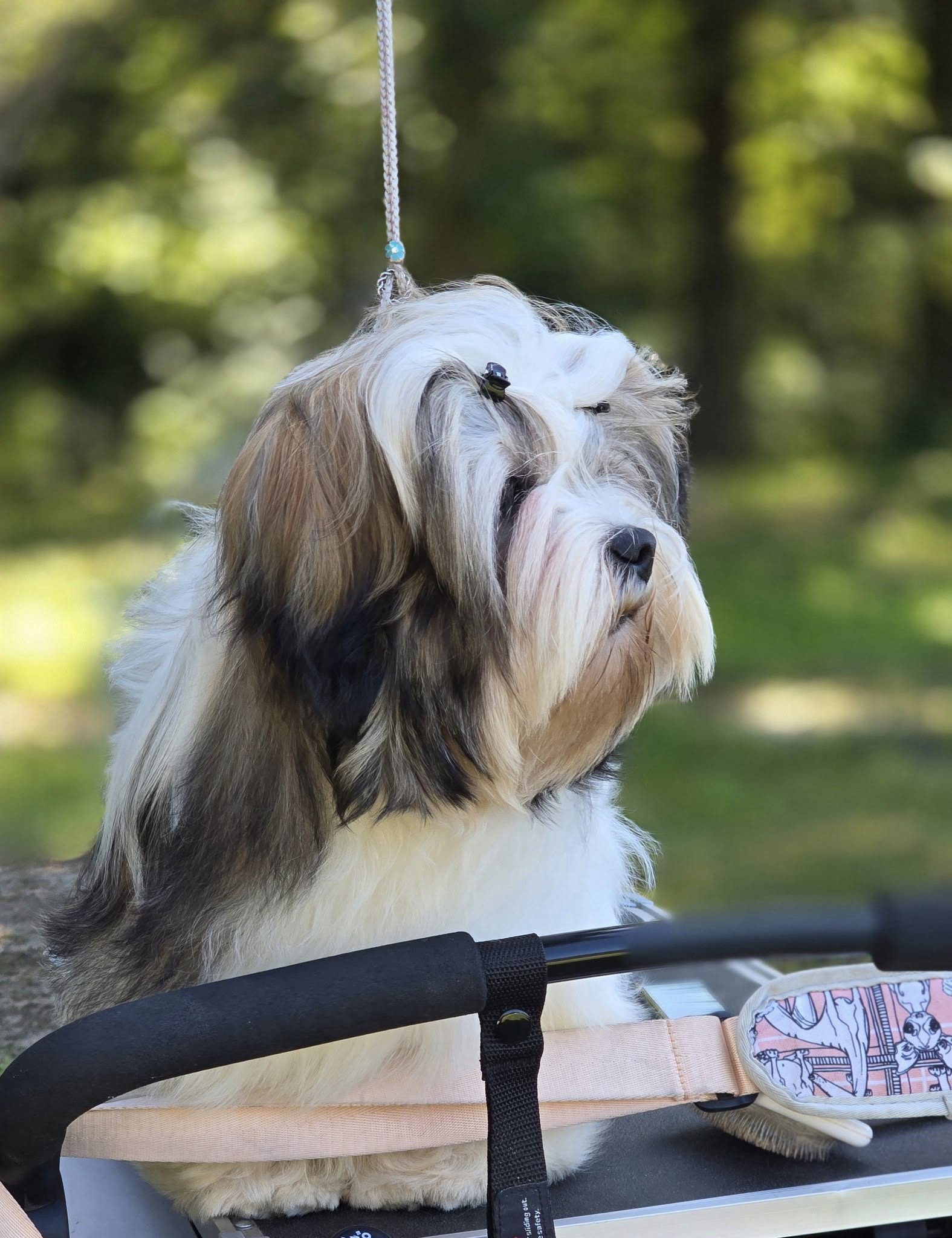 FCI Group  National Dog Show (CAC) Zgierz 