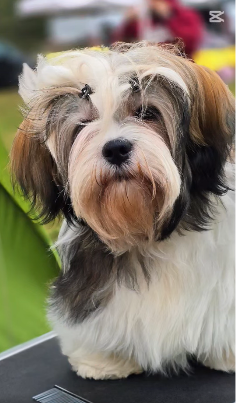 National Dog Show  (CAC) Uniejów